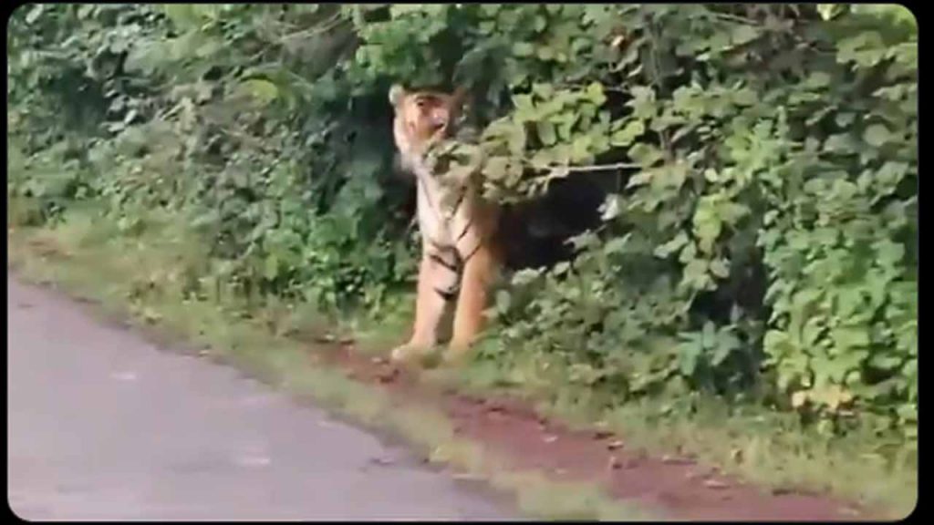 Tiger Attack IN Kumuram Bheem Asifabad