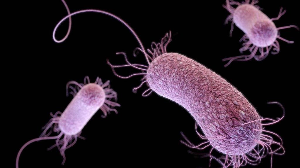 Murine Typhus
