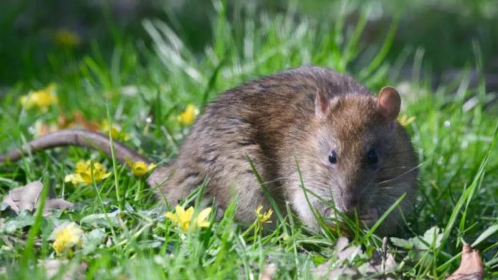 Rats