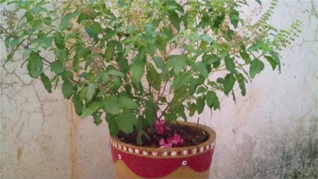 Tulsi Plant