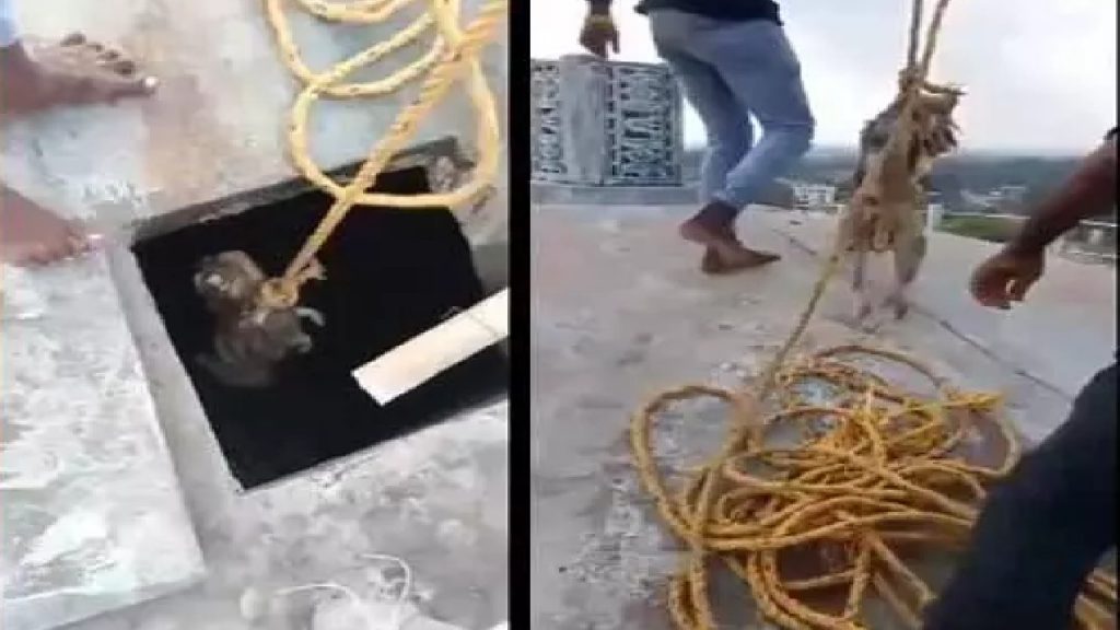 Monkey Carcass