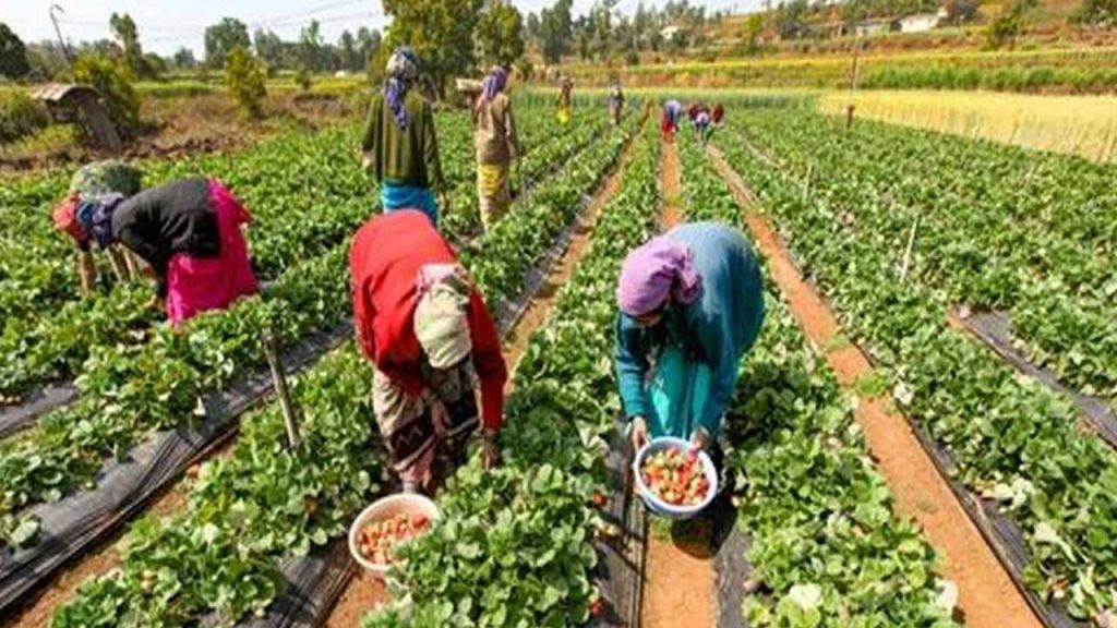 Ap Farm Fund Scheme 2024