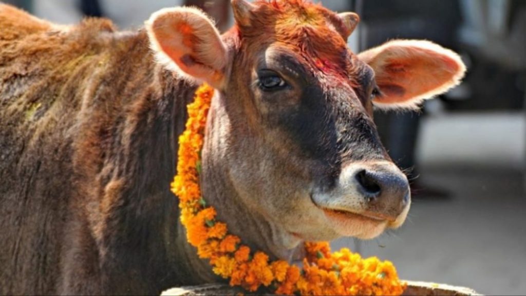 Cow Dream