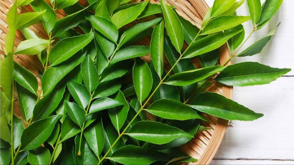 Curry Leaves