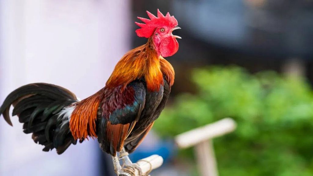 Do You Know Why Rooster Crow Before Sunrise