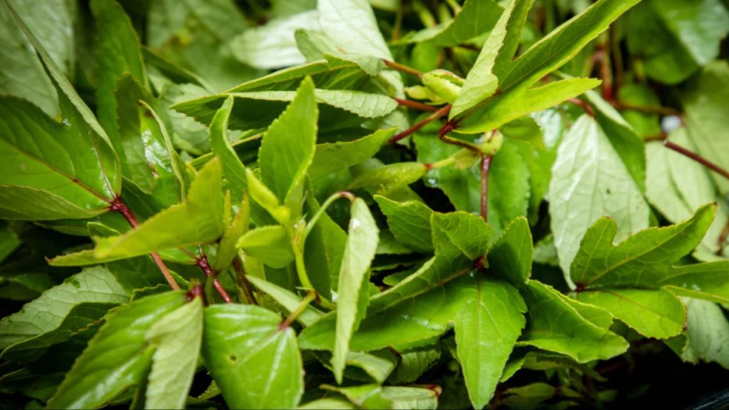 Gongura
