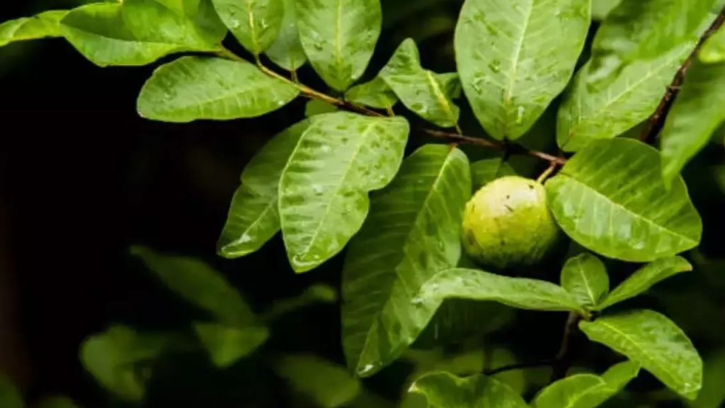 Guava Leaves