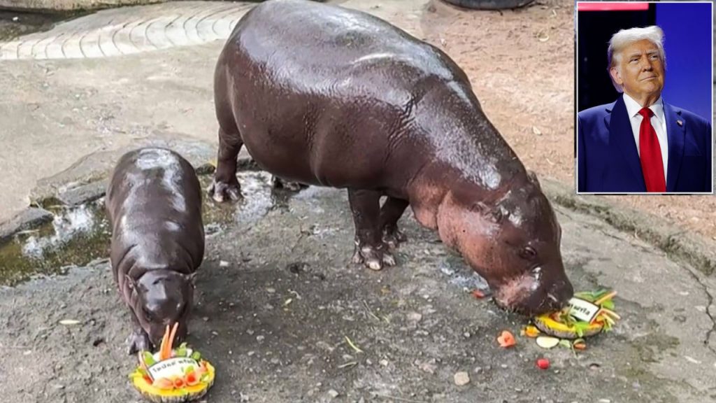 Hippo Moo Deng Us Election Winner 2024