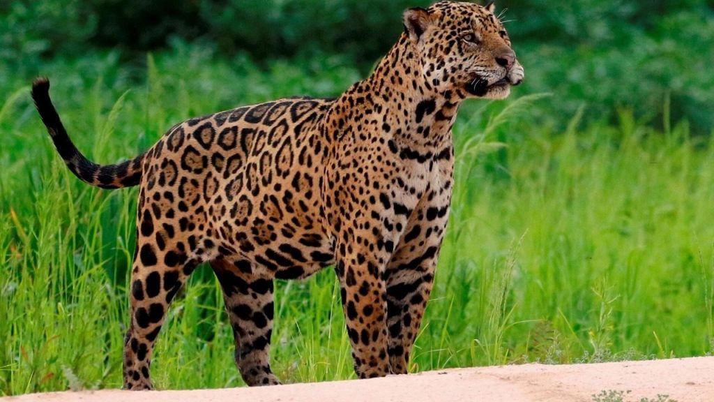 International Jaguar Day