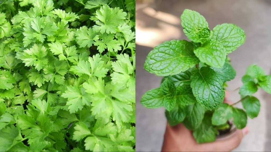 Mint Coriander