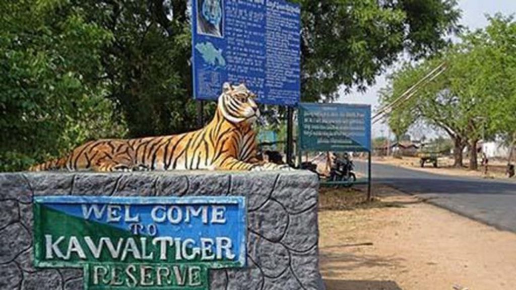 Tiger Wandering In Adilabad Kawal Tiger Reserve