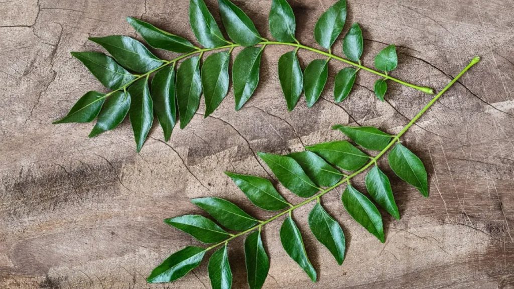 Curry Leaves