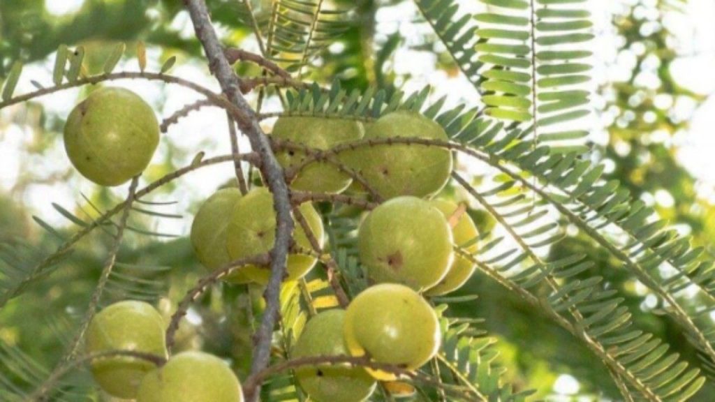 Amla Powder