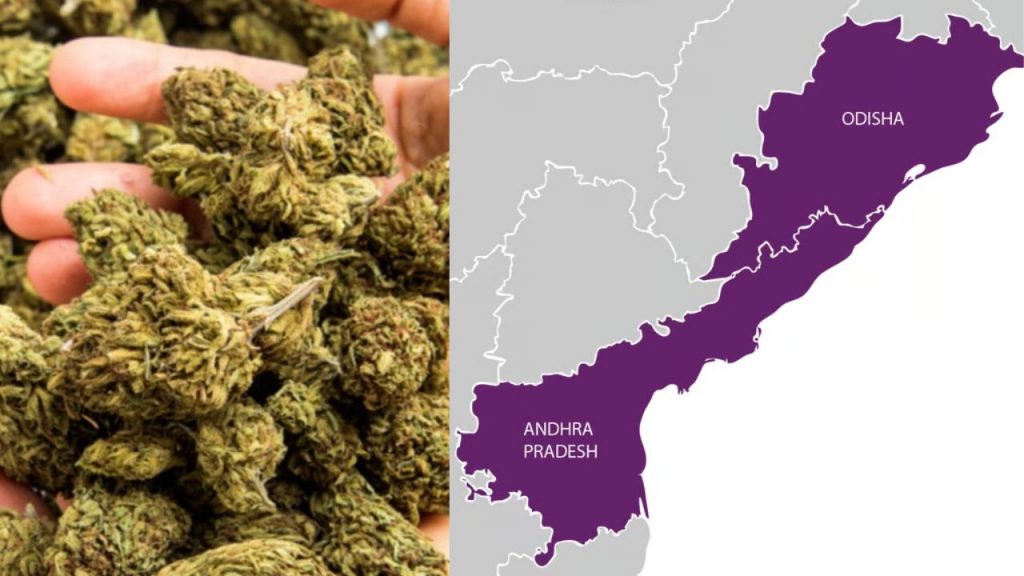 Andhra Odisha Border Cannabis Smuggling In India 2023 24 Report