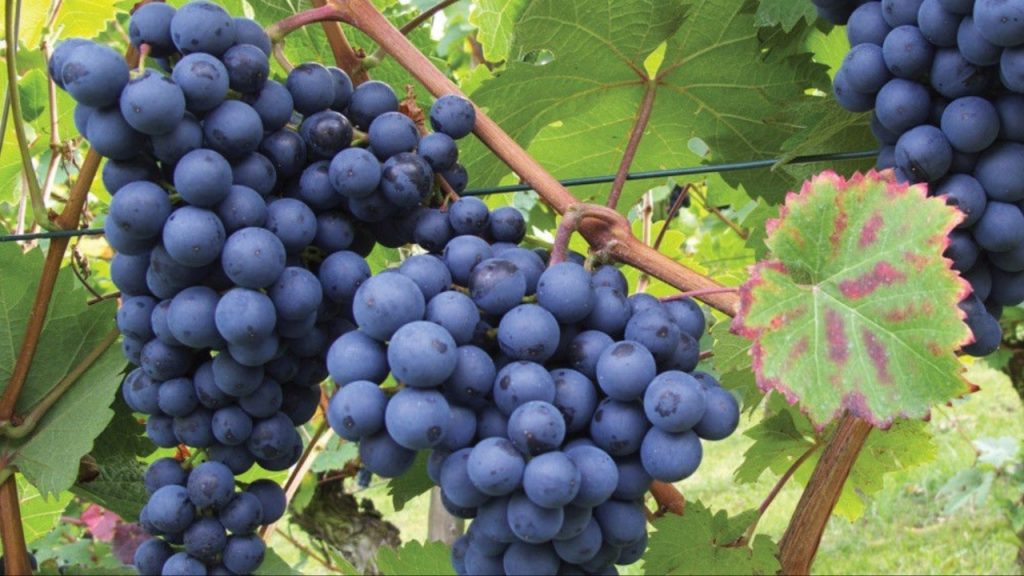 Black Grape