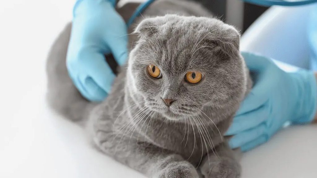 Cats