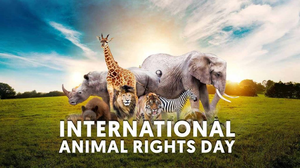 International Animal Rights