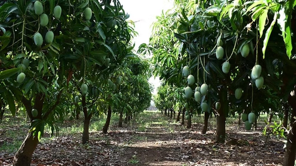 Mango Farmers