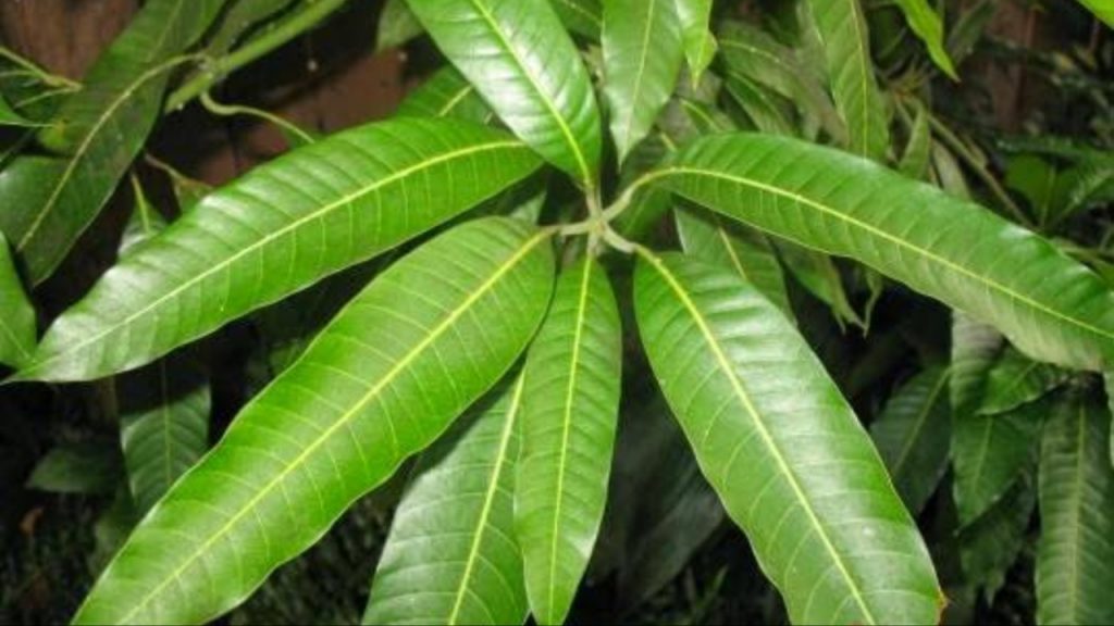 Mango Leaves