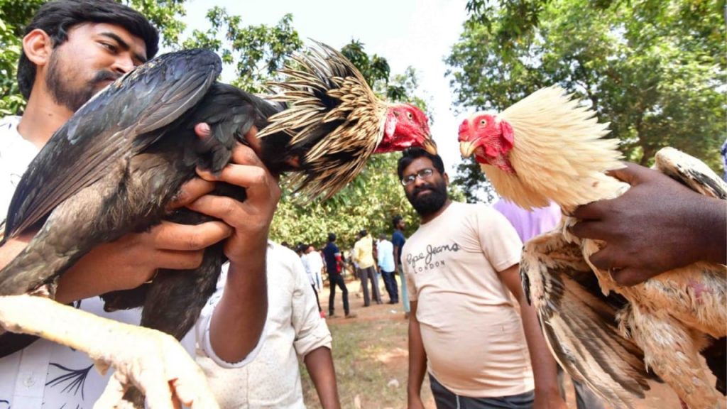 Roosters Sankranti Cock Fighting Andhra Pradesh Makar Sankranti