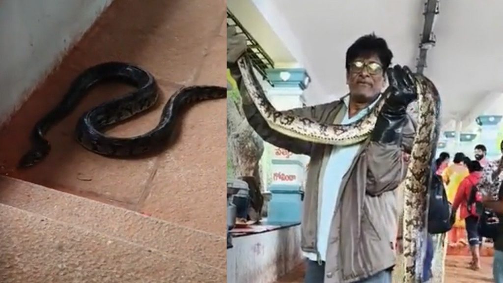 Tirumala, Snakes