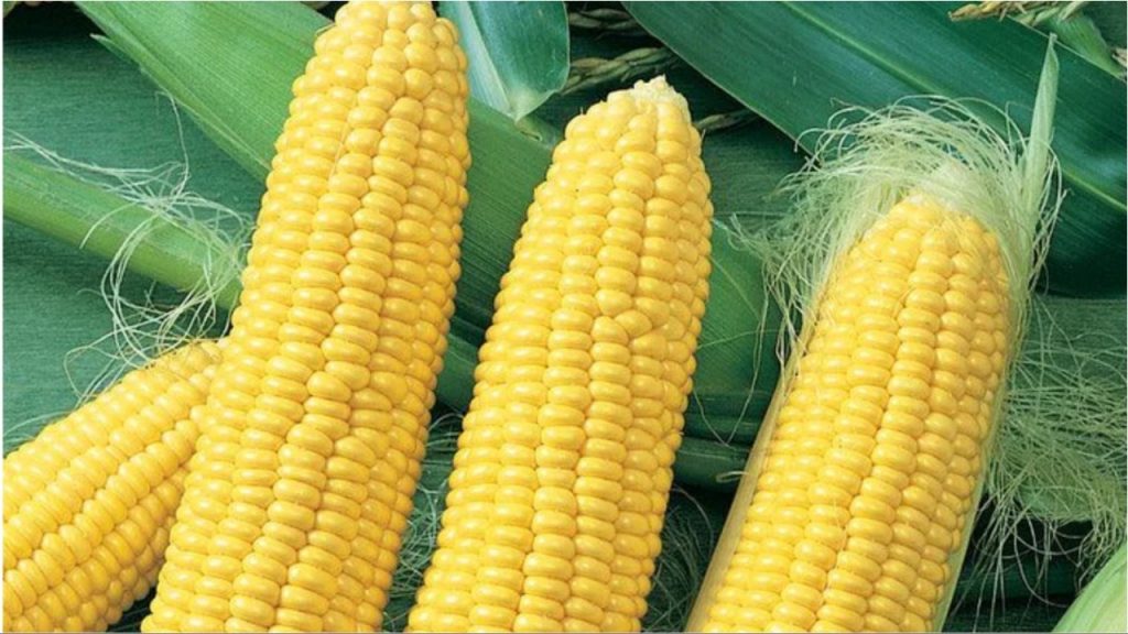 Corn