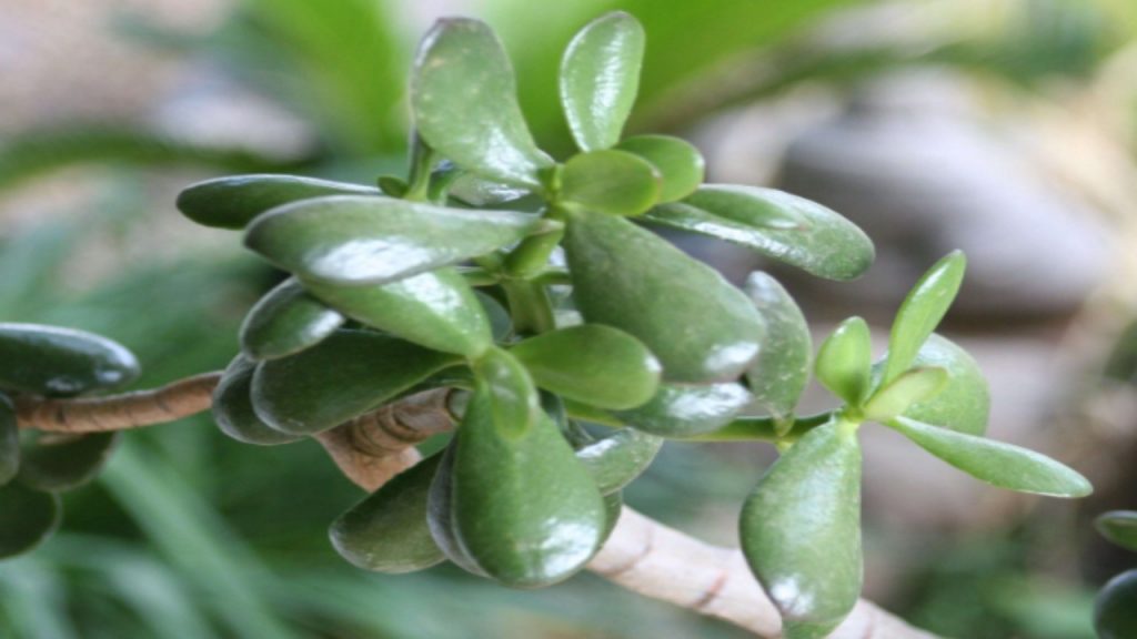 Plants For Progress