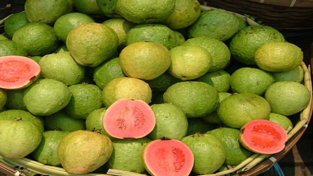 Guava In Winter