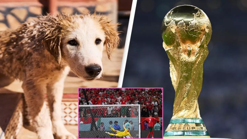 30 Lakh Dogs killing Morocco fifa World Cup Dogs vs Fifa World Cup