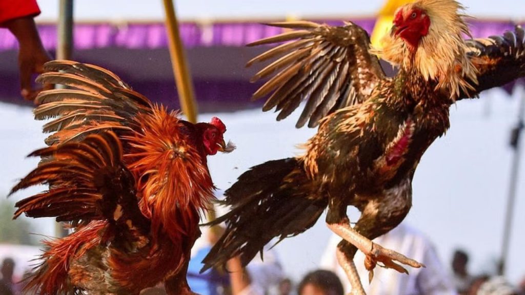 Cock Fight