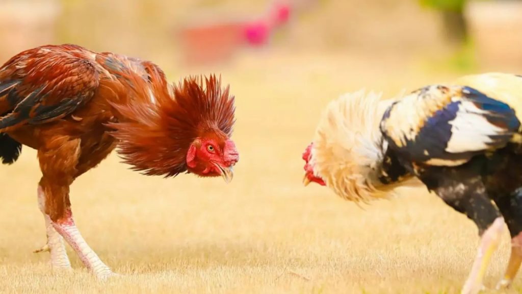 Cock Fight