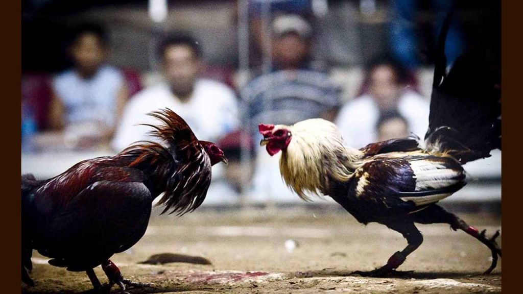 Cockfights