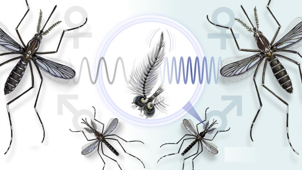 Female Mosquitoes Vs Semen Toxic Semen Male Mosquitoes Mating
