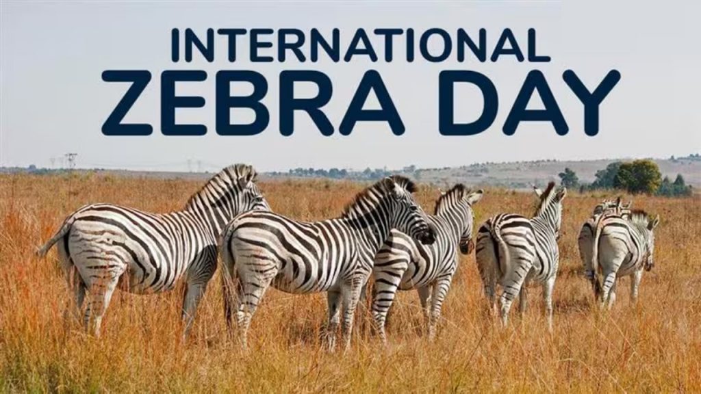 International Zebra Day