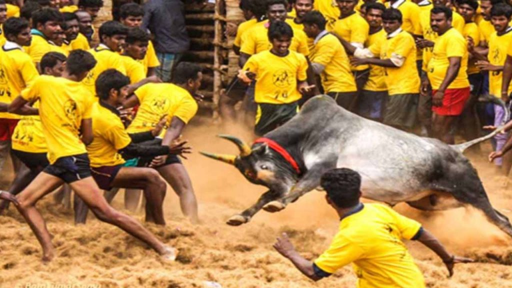 Jallikattu competitions started in Tamil Nadu