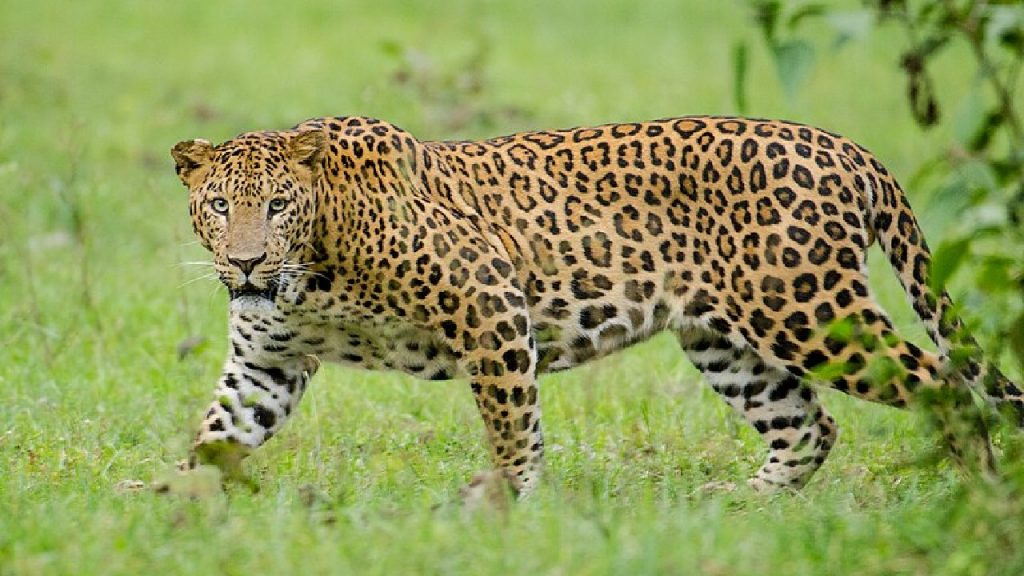 Leopard