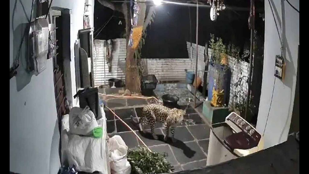 Leopard Sighted Near Srisai