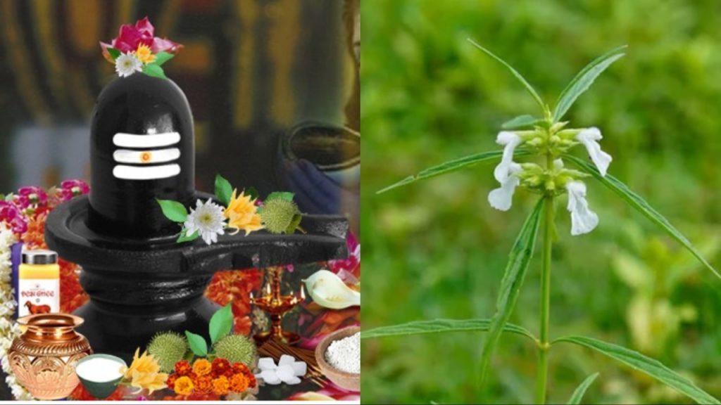 Lord Shiva
