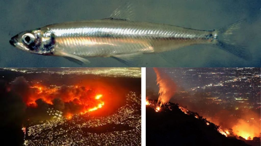 Los Angeles Wildfires Vs Fish Delta Smelt Small Fish Dei
