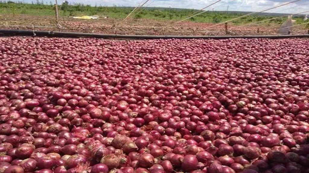 Once again, the price of onion has wings.. How much is a kilo..