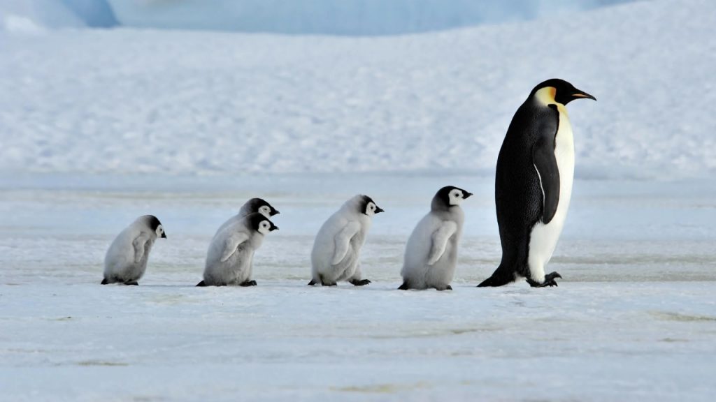 Penguin Awareness Day