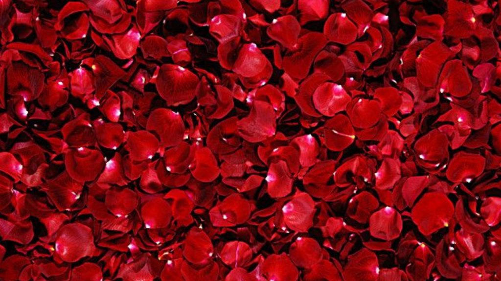 Rose Petals