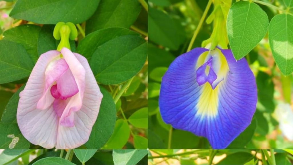 Shanku Flowers
