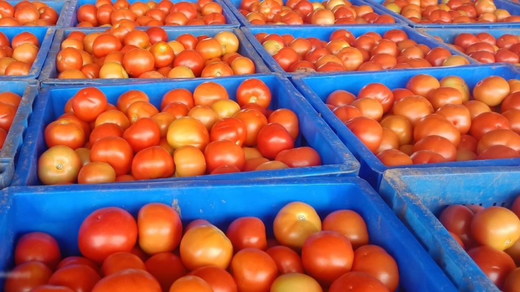 Tomato