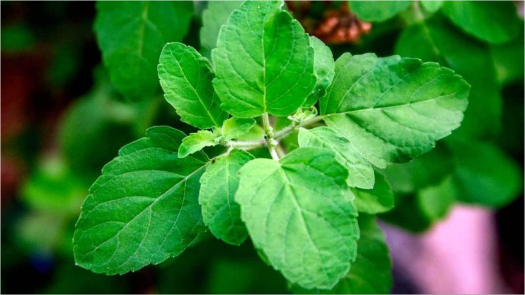 Tulsi Plant
