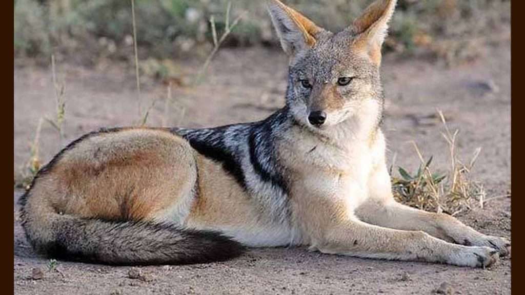 Jackal Attacked On Woman
