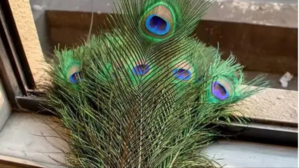 Peacock Feather