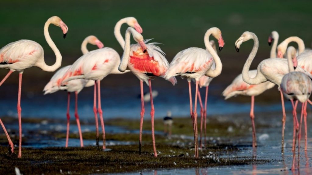 Flamingo Festival Celebrations