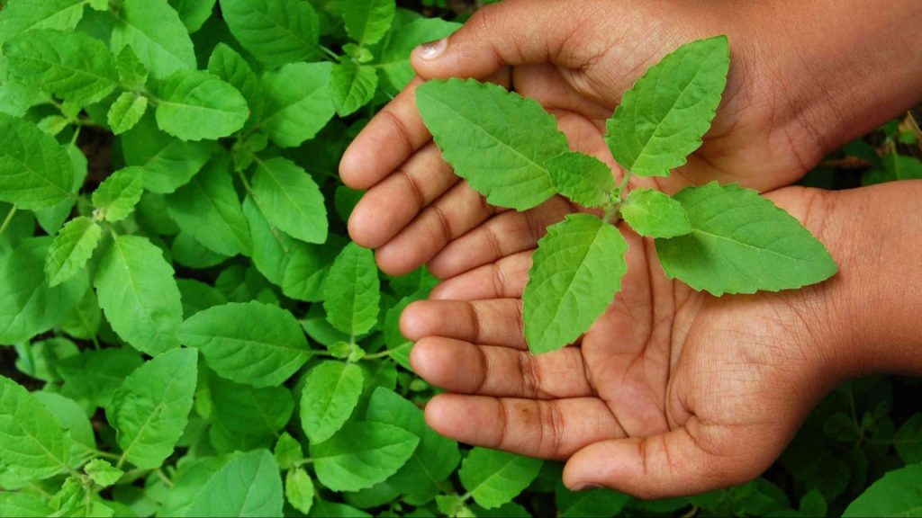 Basil Leaves