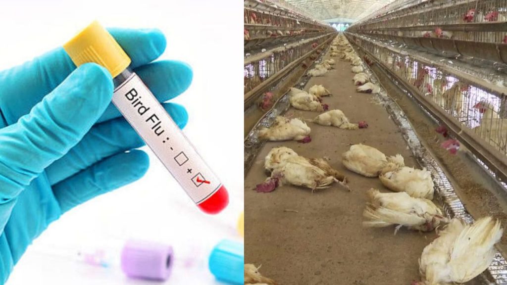 Bird Flu Chickens As Fishes Fodder Bird Flu Infection Eluru District Andhra Pradesh